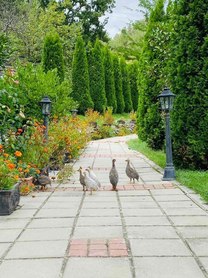Family Borovitsa Pŭdartsi